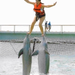 reisecruiser.de / Cuba - Delfinschwimmen in Varadero